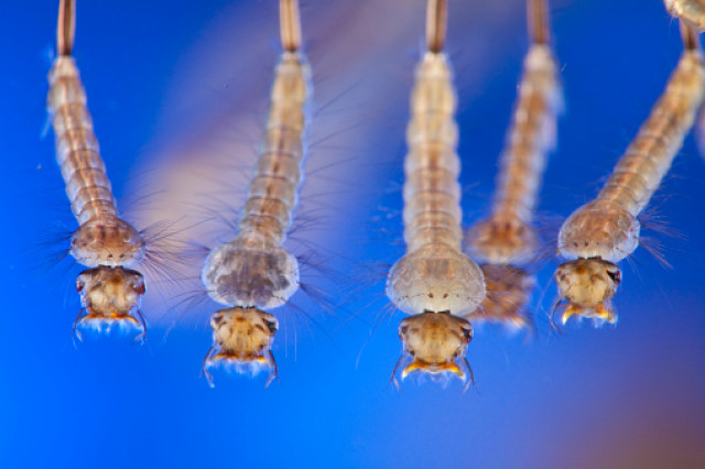 Mosquito Questions Mosquito Faqs